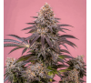 Ґашерс (Auto. Fem.) 1 шт. / Gushers 2026 